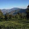 tambi tea farm