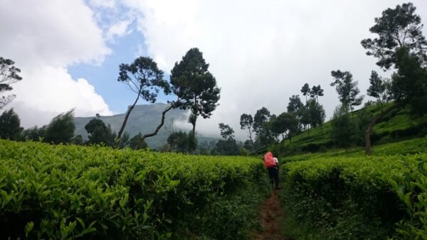 Mount Sindoro Sunrise Trekking (2 Days 1 Night, No Camping)
